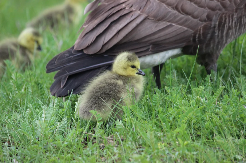 File:Baby Geese 2025.png
