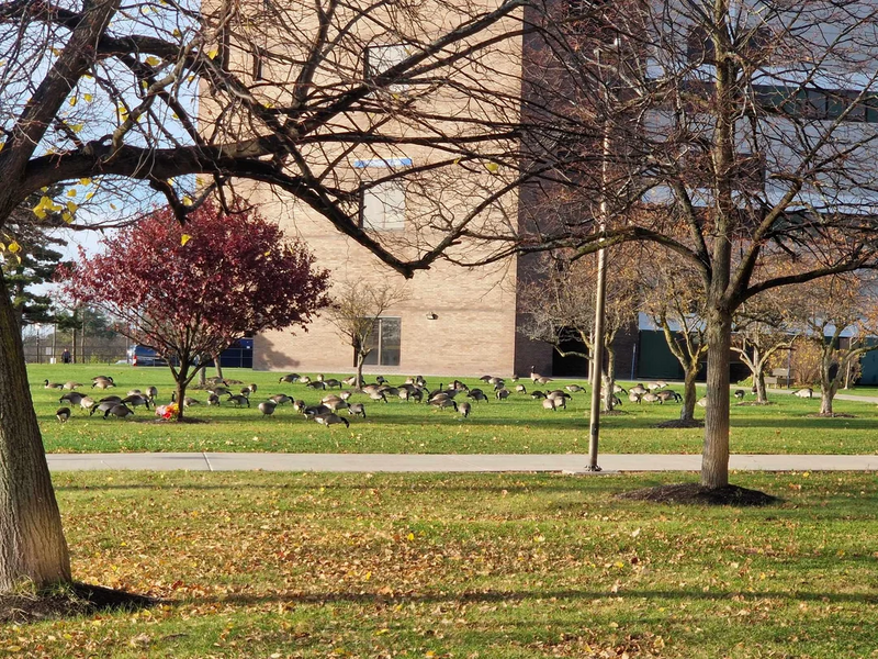 File:Early-morning-geese.png